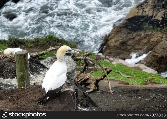 Close up of an adult gannet sitting on edge of cliff with Pacific Ocean in background