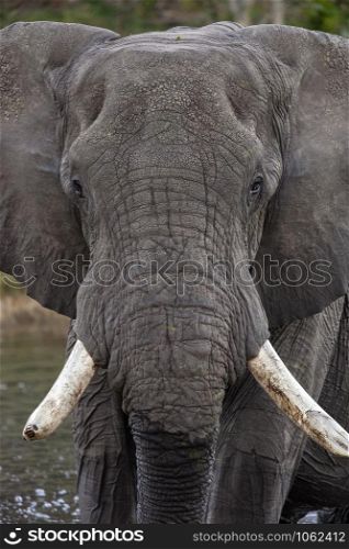 Close up of an African Bull Elephant (Loxodonta africana) in the Okavango Delta in northern Botswana, Africa.