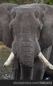 Close up of an African Bull Elephant (Loxodonta africana) in the Okavango Delta in northern Botswana, Africa.