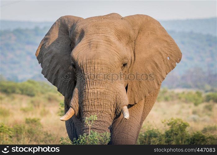 Close up of an African elephant head in the Welgevonden game reserve, South Africa.