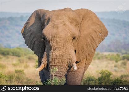 Close up of an African elephant head in the Welgevonden game reserve, South Africa.