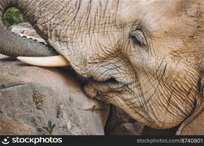 Close-up of an African elephant’s head with trunk and ivory tusk