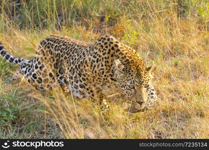 Close up of an African Leopard, Camouflaged wild cat walking in the grass in a South African Game Reserve