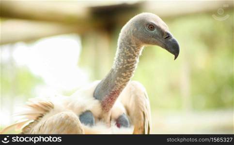 Close up of an African Vulture, Scavenger Bird of Prey
