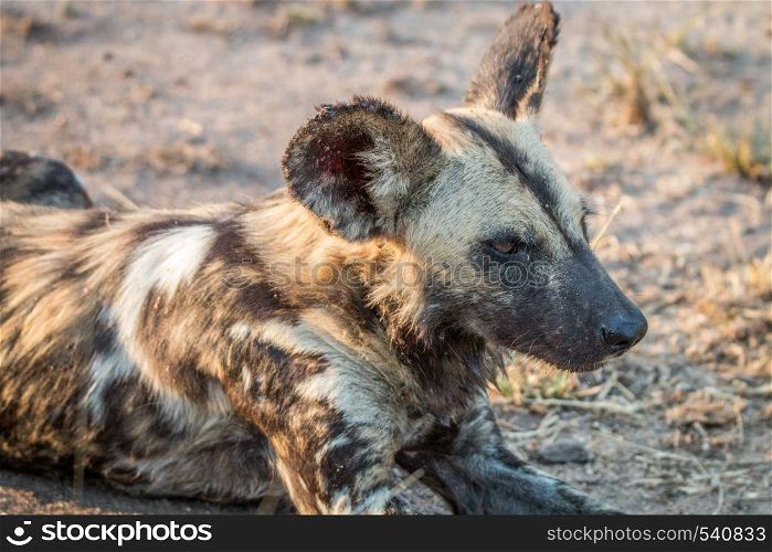Close up of an African wild dog in the Sabi Sand Game Reserve, South Africa.