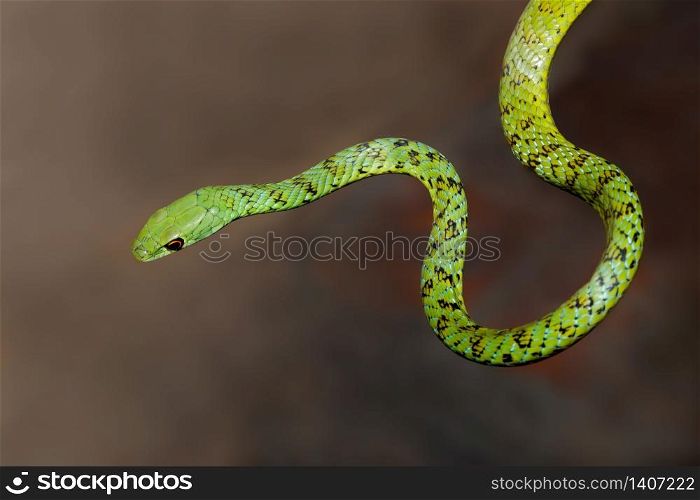 Close-up of an alert spotted bush snake (Philothamnus semivariegatus), South Africa