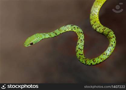 Close-up of an alert spotted bush snake (Philothamnus semivariegatus), South Africa