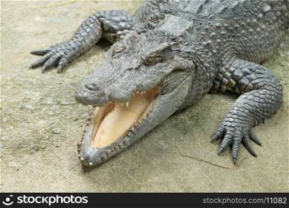 Close up of an Alligator