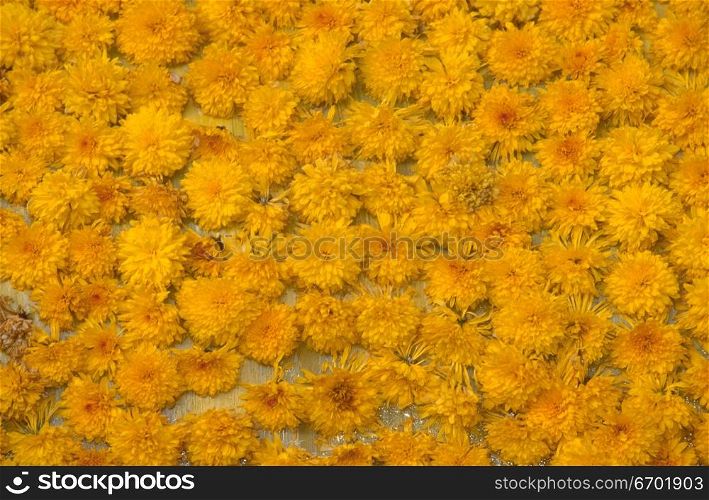 Close-up of an array of flowers