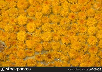 Close-up of an array of flowers