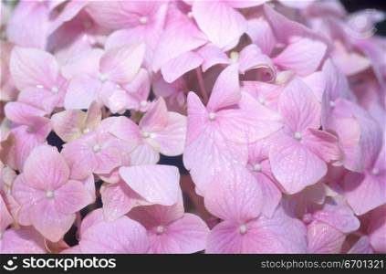 Close-up of an array of pink flowers