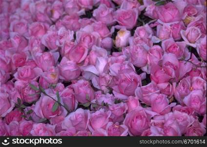 Close-up of an array of pink roses