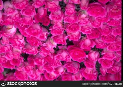 Close-up of an array of pink roses