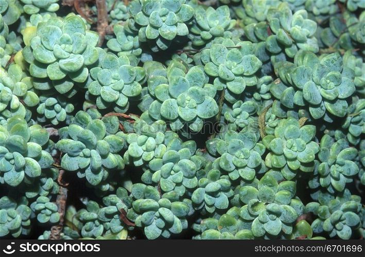 Close-up of an array of succulent plants