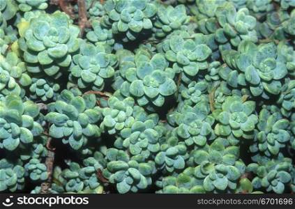 Close-up of an array of succulent plants