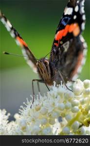 close up of an atalanta butterfly