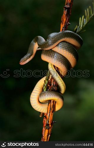 Close-up of an Aurora house snake (Lamprophis aurora), South Africa&#xD;