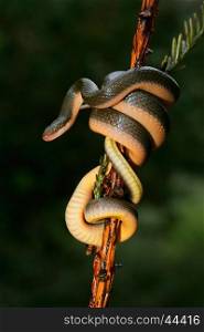 Close-up of an Aurora house snake (Lamprophis aurora), South Africa&#xD;