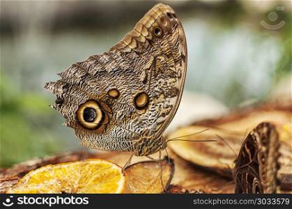 Close-up of an common buckeye butterfly eating fruits