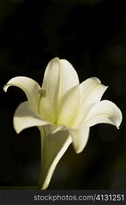 Close-up of an Easter lily flower