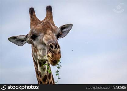 Close up of an eating Giraffe in the Okavango delta, Botswana.