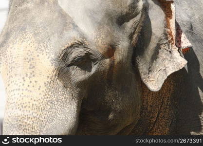 Close up of an elephant