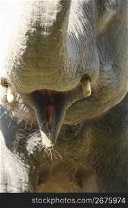 Close up of an elephant