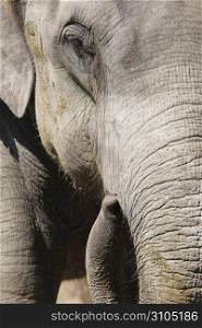 Close up of an elephant