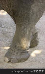Close-up of an elephant&acute;s feet, Chiang Khong, Thailand