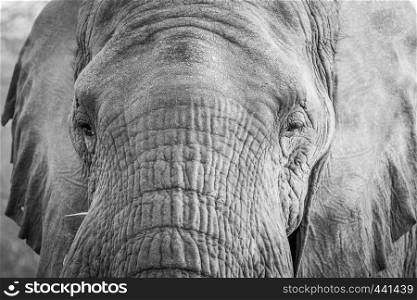 Close up of an Elephant head in black and white in the Kruger National Park, South Africa.