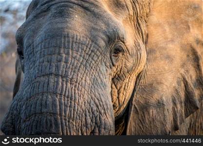 Close up of an Elephant head in the Kruger National Park, South Africa.