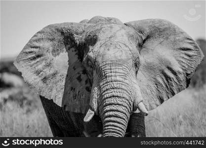 Close up of an Elephant in black and white in the Chobe National Park, Botswana.