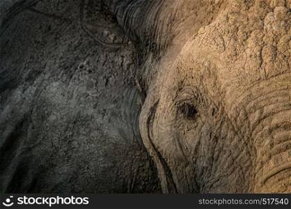 Close up of an Elephant in the Chobe National Park, Botswana.