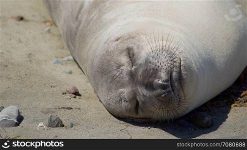 Close up of an elephant seal sleeping on the beach near San Simeon Californi