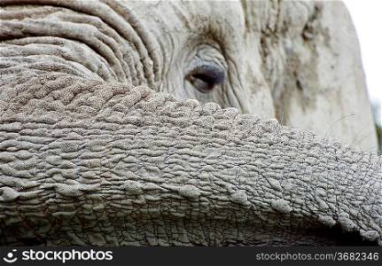 Close-up of an elephants eye and trunk