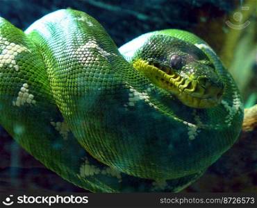Close-up of an Emerald Tree Boa curled up on a branch. Chester Zoo