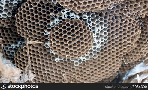 close up of an empty wasp nest.