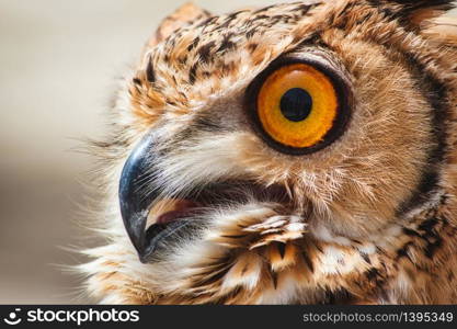 Close-up of an Eurasian / European eagle-owl