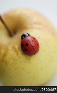 Close-up of an insect on an apple