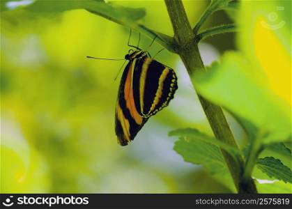 Close-up of an Isabella butterfly (Eueides Isabella) on a branch