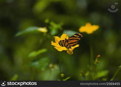Close-up of an Isabella butterfly (Eueides Isabella) pollinating a flower