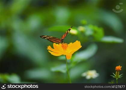 Close-up of an Isabella butterfly (Eueides Isabella) pollinating a flower