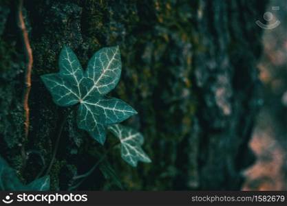 Close-up of an isolated ivy leaf in a dark environment