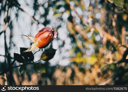 Close-up of an isolated pink flower of a rose