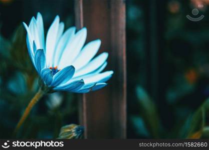 Close-up of an isolated white flower of osteospermum ecklonis in nature