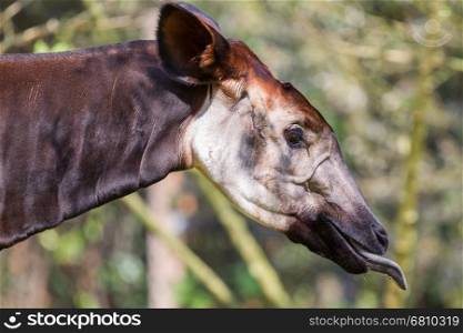 Close-up of an okapi eating, natural habitat