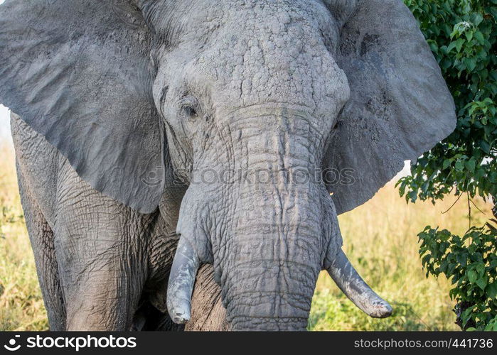 Close up of an old Elephant bull in the Chobe National Park, Botswana.