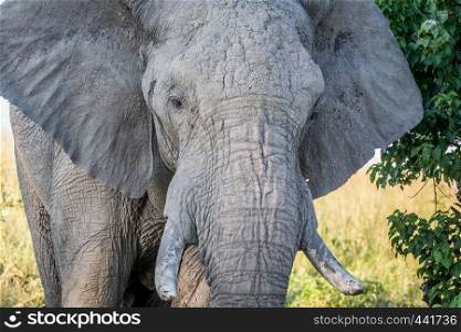 Close up of an old Elephant bull in the Chobe National Park, Botswana.