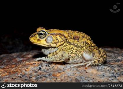 Close-up of an olive toad (Amietophrynus garmani), South Africa