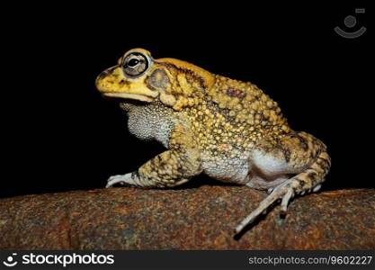 Close-up of an olive toad (Amietophrynus garmani), South Africa
